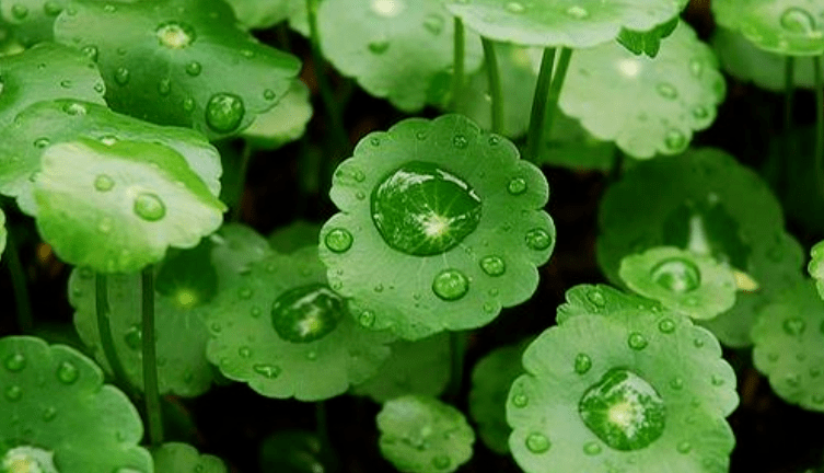 痘痘|夏天变黑长痘不可怕，赶紧用它，让你的皮肤恢复婴儿的光滑，痘痘，黑头，螨虫全都消失了