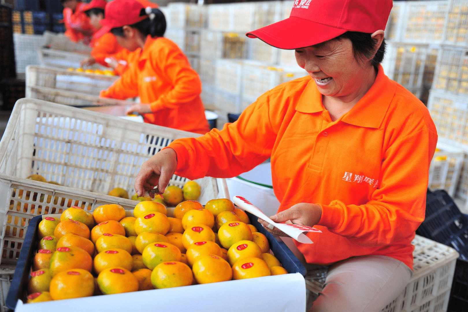 宜昌|宜昌蜜桔“漂洋过海”出口忙