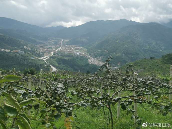 特色|不同海拔种不同的果，立体化种植让大份子村脱了贫