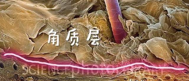 细胞|身上皮肤干，搓澡会不会伤皮肤？