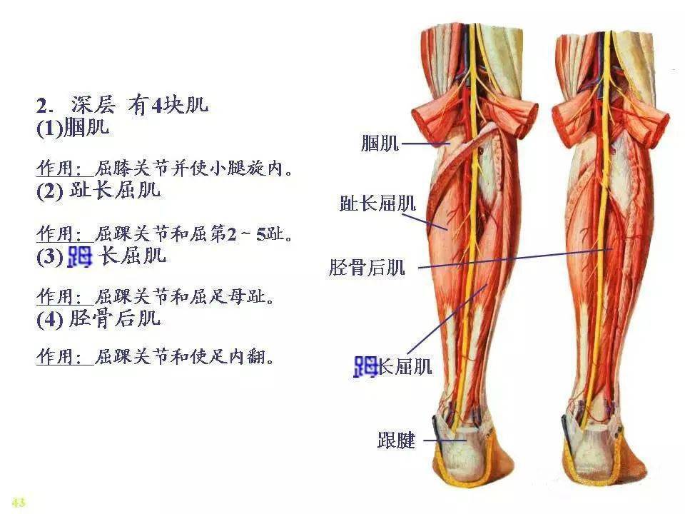 骨骼肌-解剖图