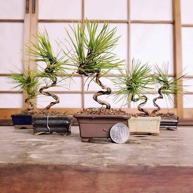 家里摆点小盆景,雅致!