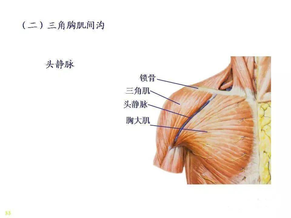 掌握针刀施术部位的解剖层次及神经,血管,骨骼,肌肉的分布走向.