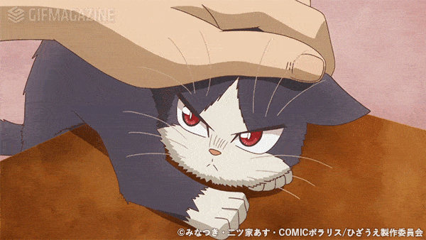 日本小哥抓拍街头流浪猫火了,还出了摄影集!