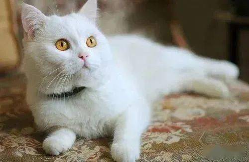 猫咪怎么样才能得猫传腹 4f0887633cc44583b34172c12305ff94.jpeg