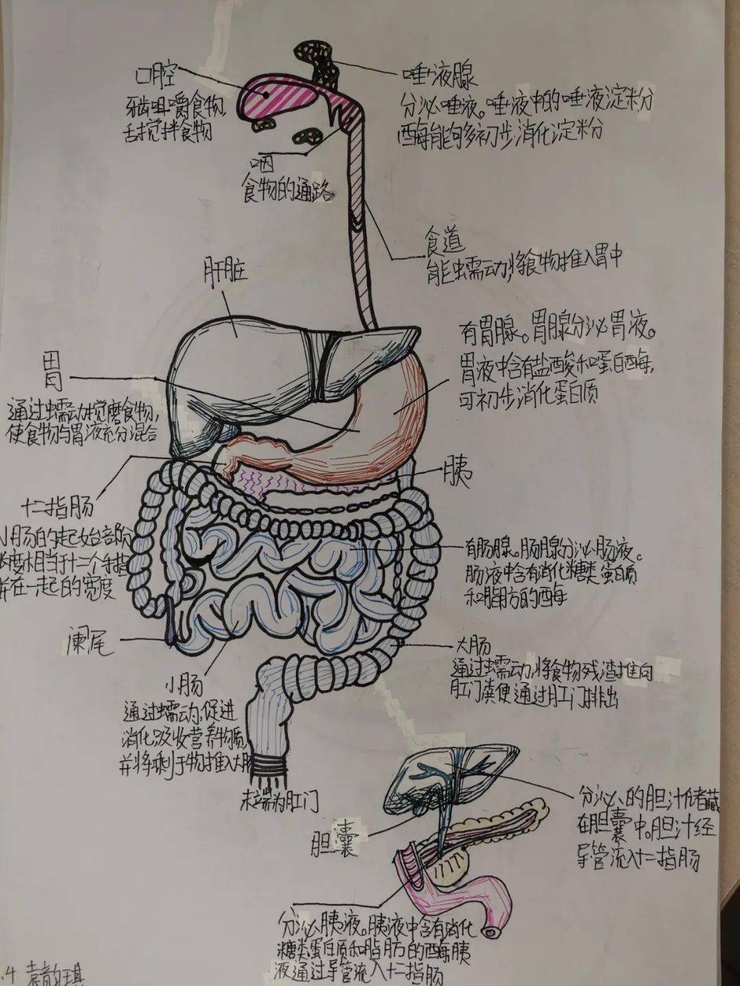 描写人体器官