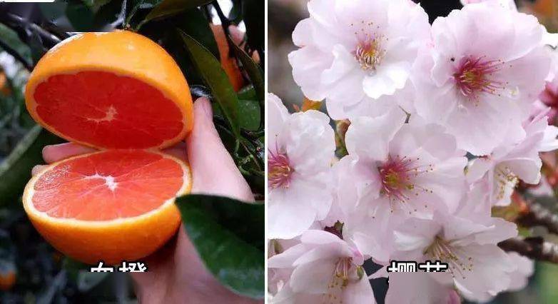 日本|日本黑科技泡脚汤药,竟让全民女人1个月瘦20斤!暴汗排湿还嫩肤助眠!