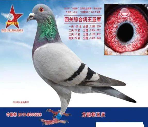 十羽超级鸽,身价近6000万,看看都出自哪些名家