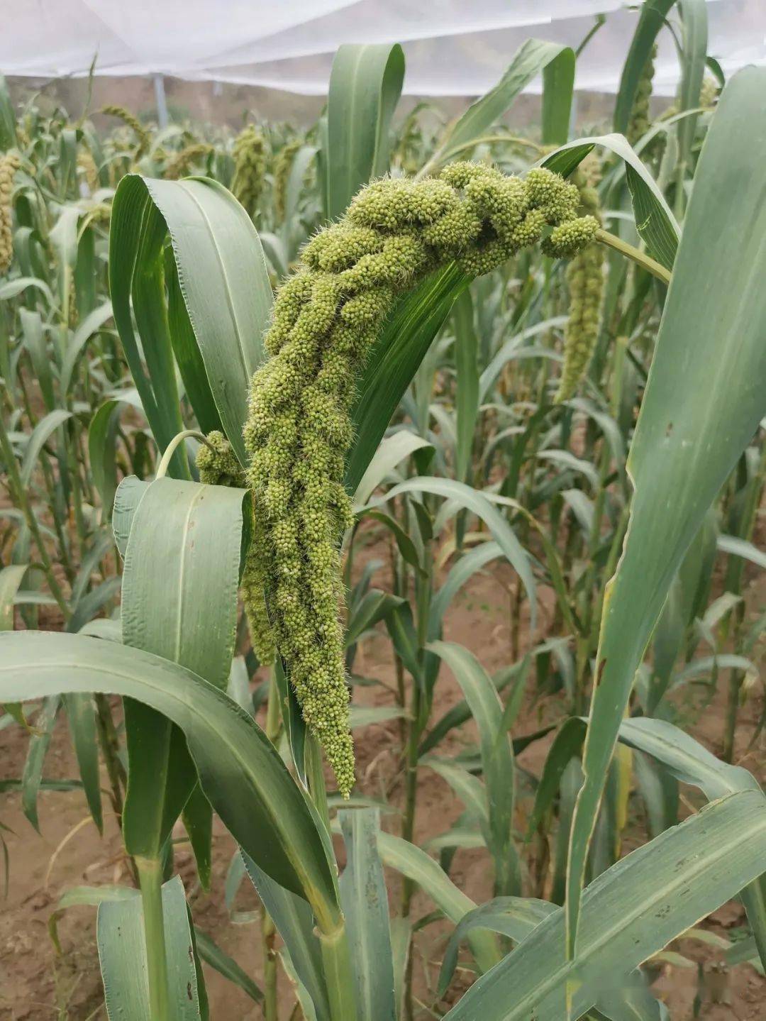 小米是什么植物长出来的视频 f444b1954d624a699e21381efdf5f45c.jpeg