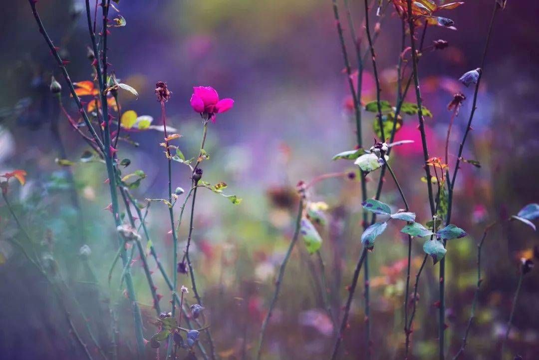 如何修行自己内心平静 2933d3793a2b44a7b98b6e5923ef83af.jpeg