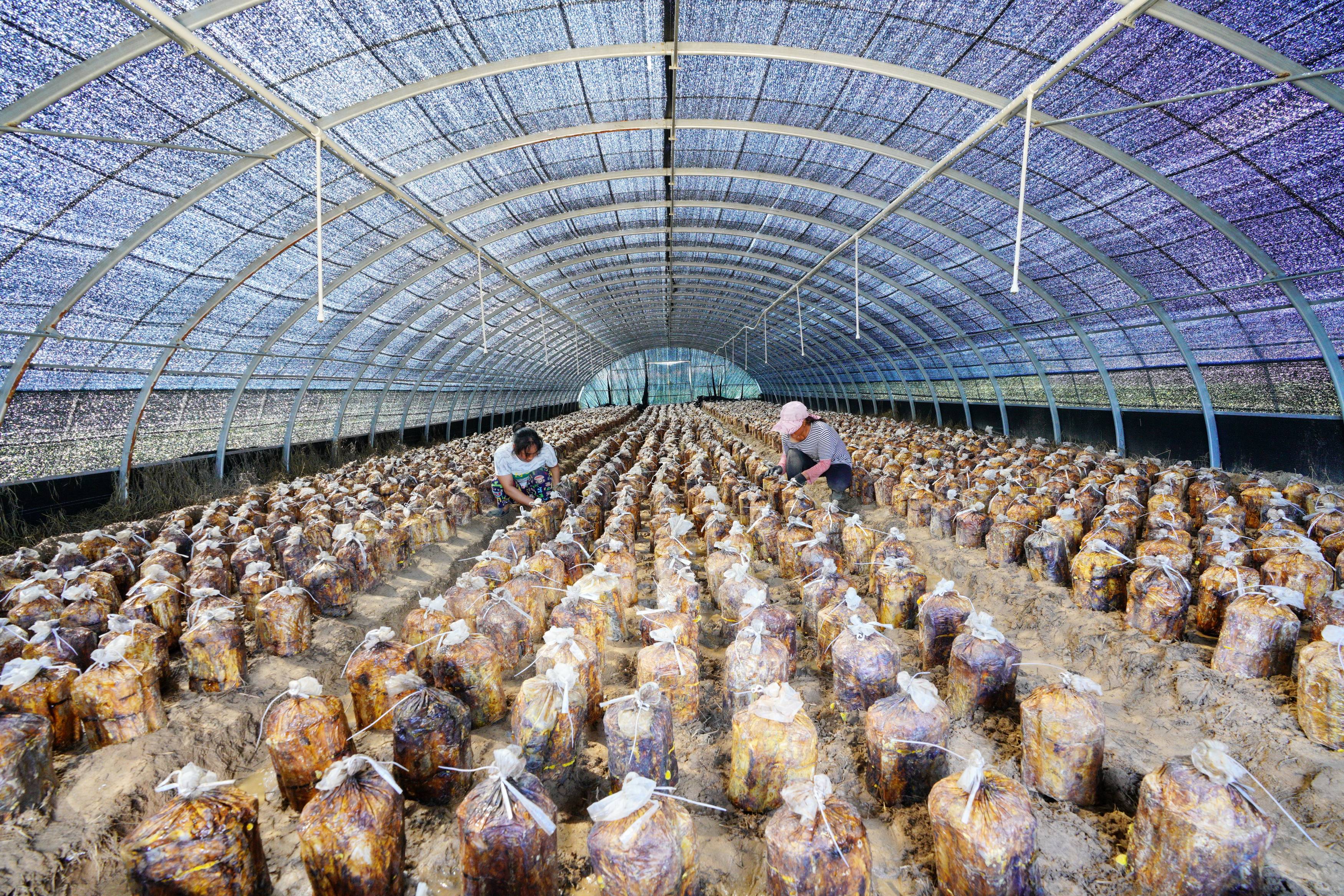 小马庄镇|河北滦州：桑黄栽培铺就致富路