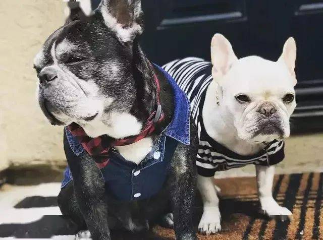 宠物|萌宠时尚｜毛孩子们时髦起来一点也不输主人！