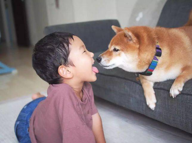 日本這隻小柴犬竟比媽媽還擅長哄小寶寶 看完視頻暖哭了 狗狗知識百科