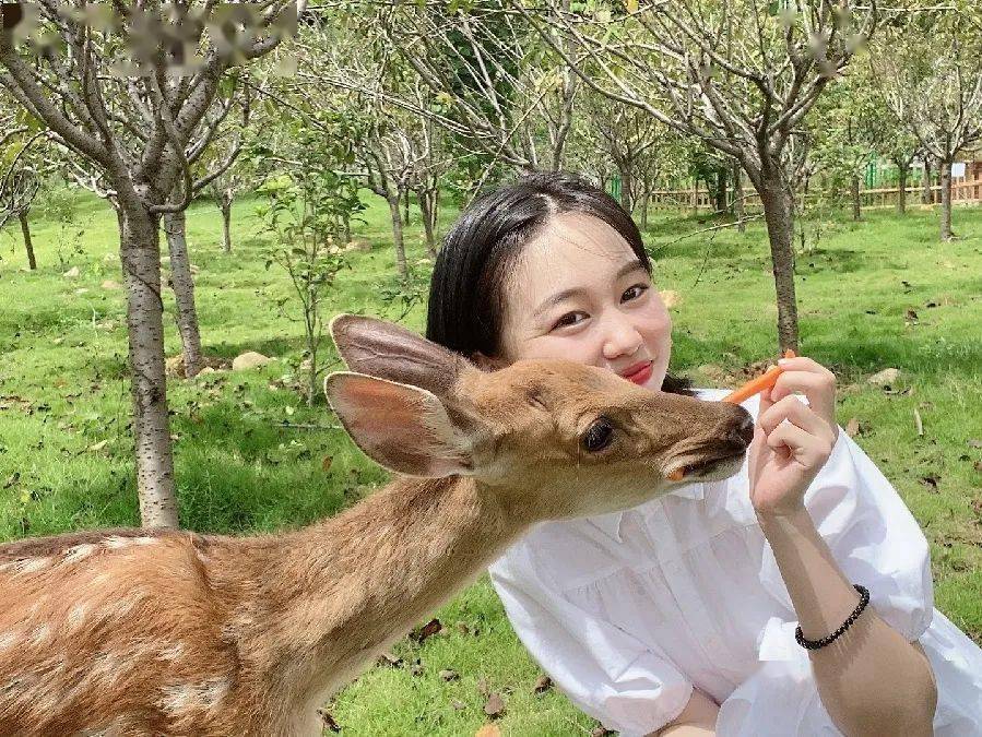 在整个梅花鹿的生命里 幼年的小鹿是最可爱也是最容易亲近人的 这个