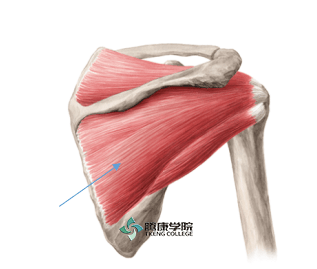 筋膜点疗法|肩外旋肌筋膜点