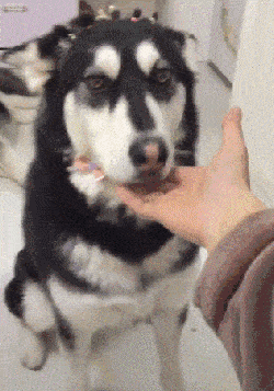 傻狗日常,傻傻的真可爱.