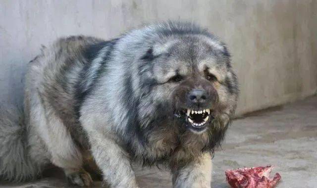 世界十大最凶猛的狗:藏獒只排第六,第一名发起疯主人也咬死