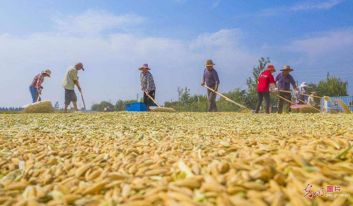 Paddy rice harvested in Sihong, E China’s Jiangsu_Shiji