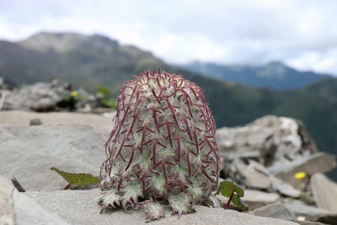 水母雪兔子一身本领,却躲不过摧花辣手