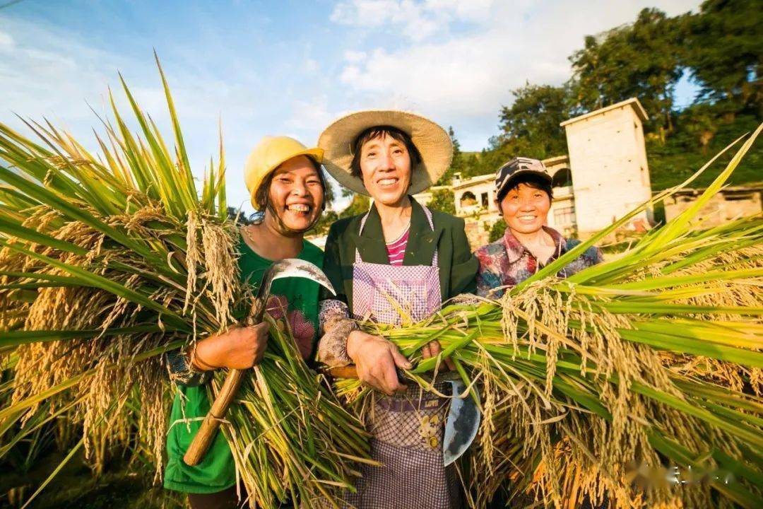 今天是秋分 在毕节 也是第三个中国农民丰收节  丰收的喜悦犹如生活