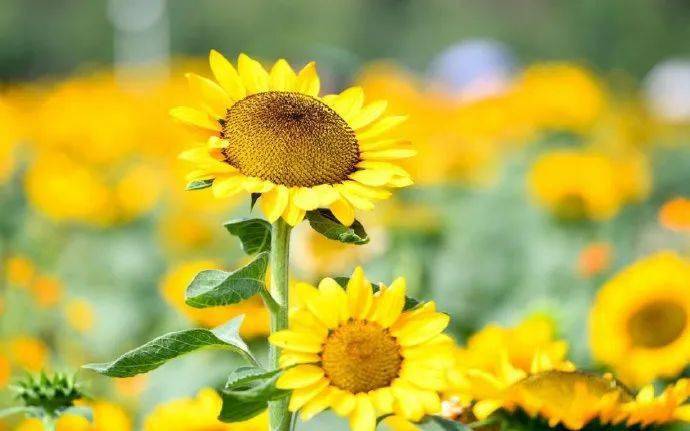 输入2020年四川省排名8_四川要闻2020年第13期(2)