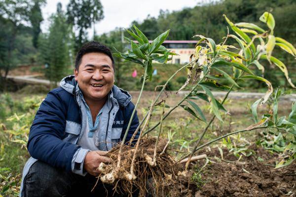 昭通市|云南镇雄：中药材种植助农增收