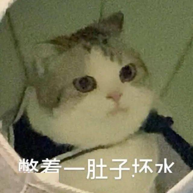 小动物表情包