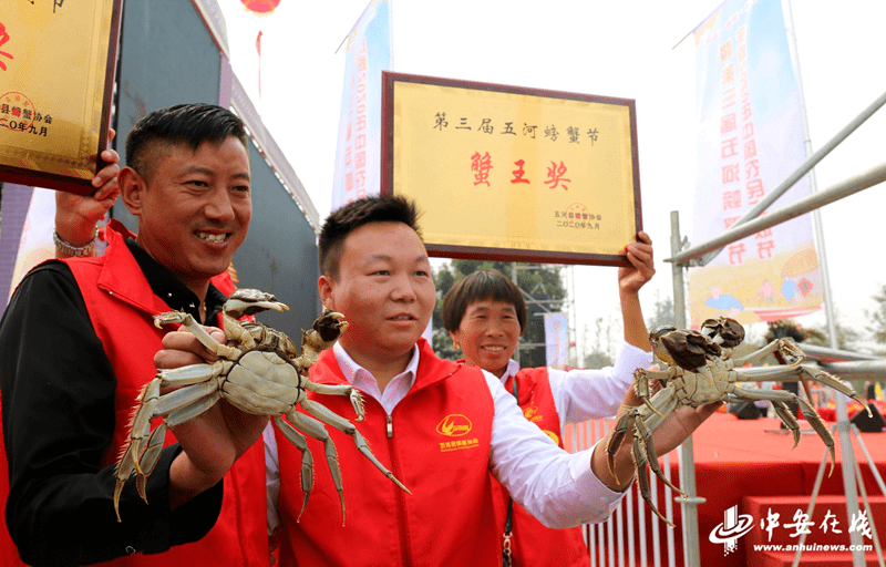 央视再次聚焦蚌埠,直播沱湖螃蟹开捕!