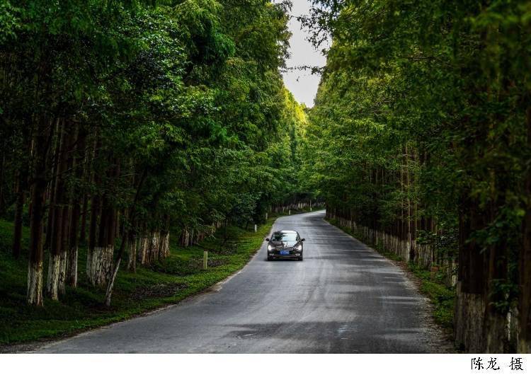 "上海最美公路"让你一路美,一路醉,去临港塘下公路自驾或骑行,感受