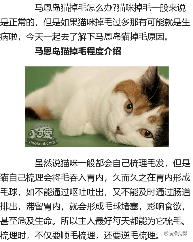 马恩岛猫掉毛怎么办马恩岛猫掉毛原因介绍