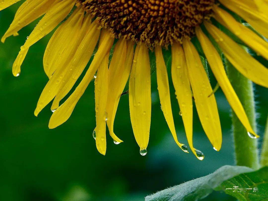 向日葵身陷产品责任纠纷 部分银行账户被冻结