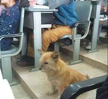 怎么在学校里面养小狗 273dffb11b3c4e8f8089231fde903c5e.jpeg