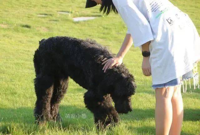 狗为啥怕主人教训 2c4a6bd7adfd4d02834de253f35784a5.jpeg