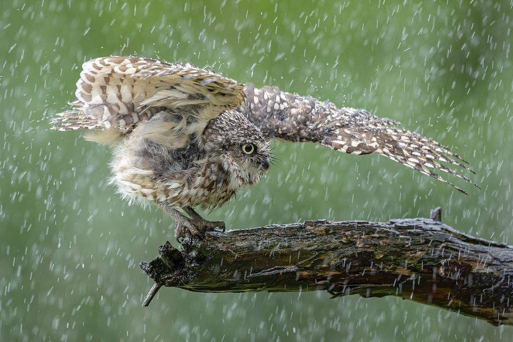 荷兰:穴鸮雨中"淋浴" 展翅扭头表情"陶醉"