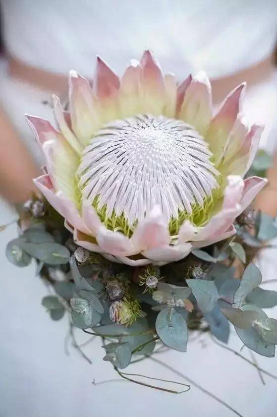 植物|花艺界的10大 · 傲娇植物，好看！