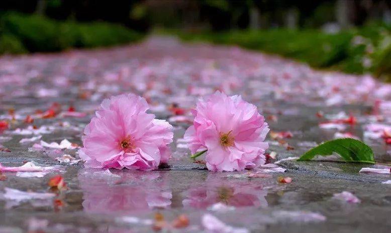Fallin flower,fallin flower 简谱 falling flower