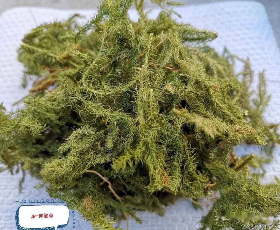 以前当柴烧 如今内服外用 舒筋活血功效多骨科常用的伸筋草 你了解多少