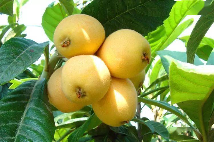 藤县|梧州、藤县有一种野果吃多了会满口金牙！你吃过了吗？