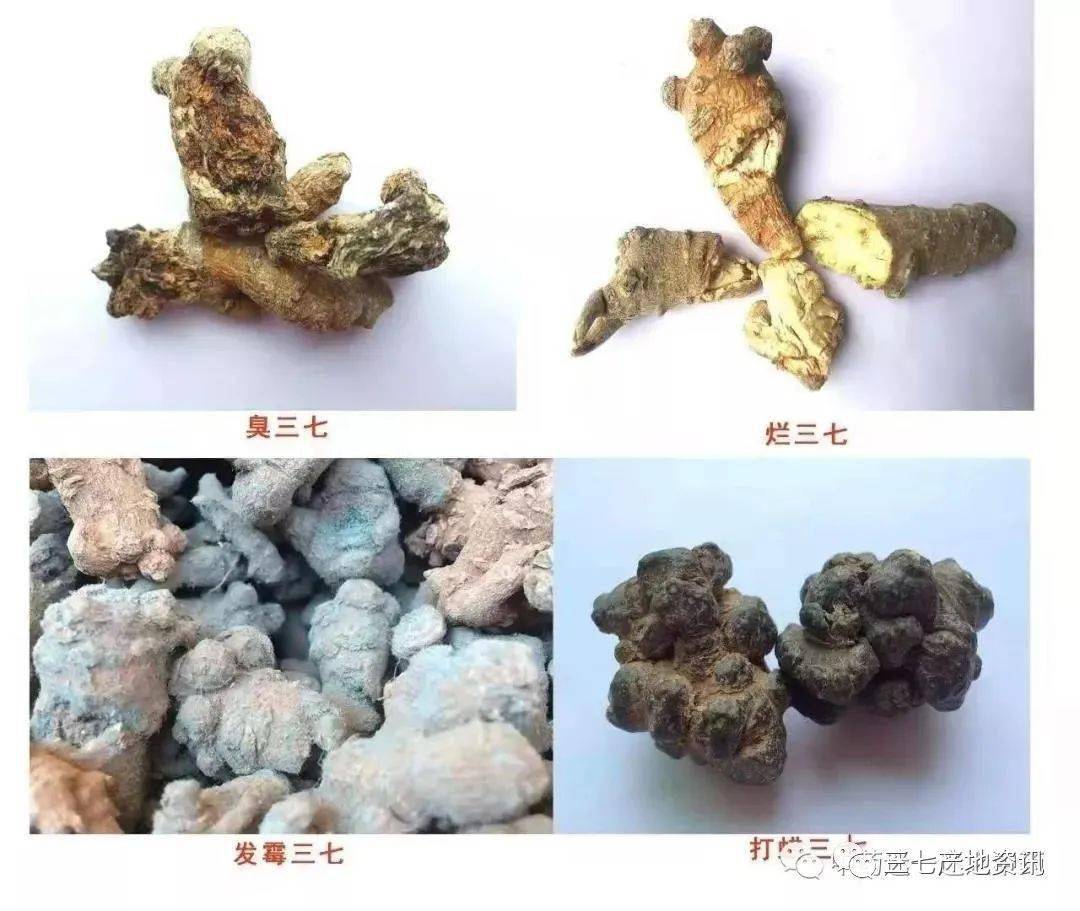 皮筋捆绑三七 三七拆皮筋 臭三七,烂三七,发霉三七,打蜡三七如下图