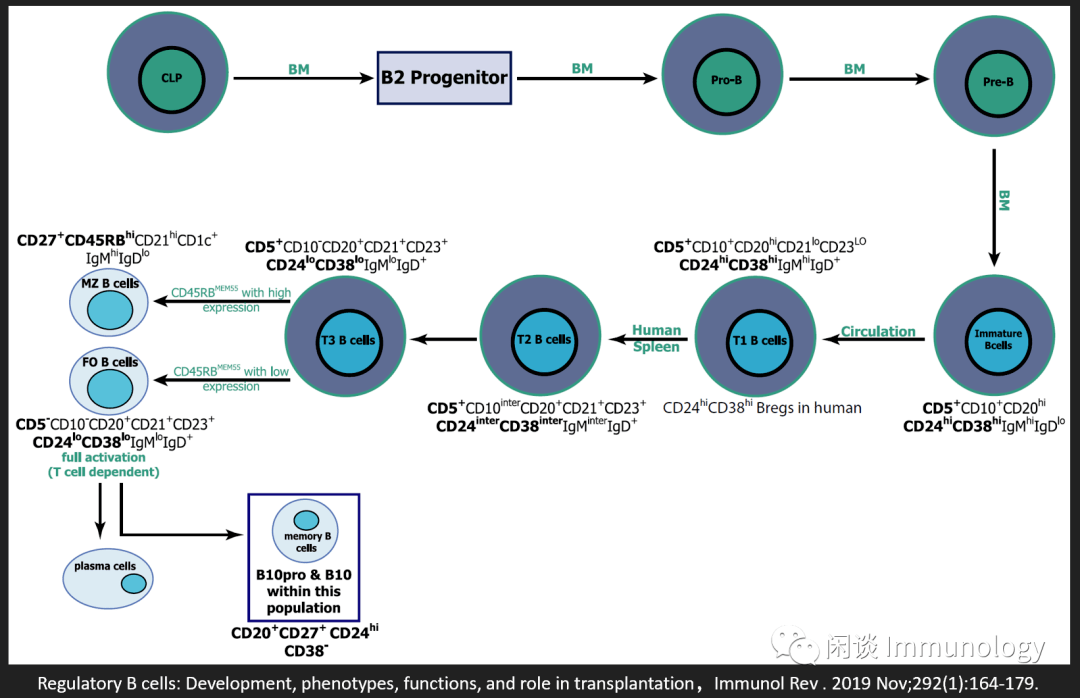 调节性B细胞发育、功能、治疗展望_Treg