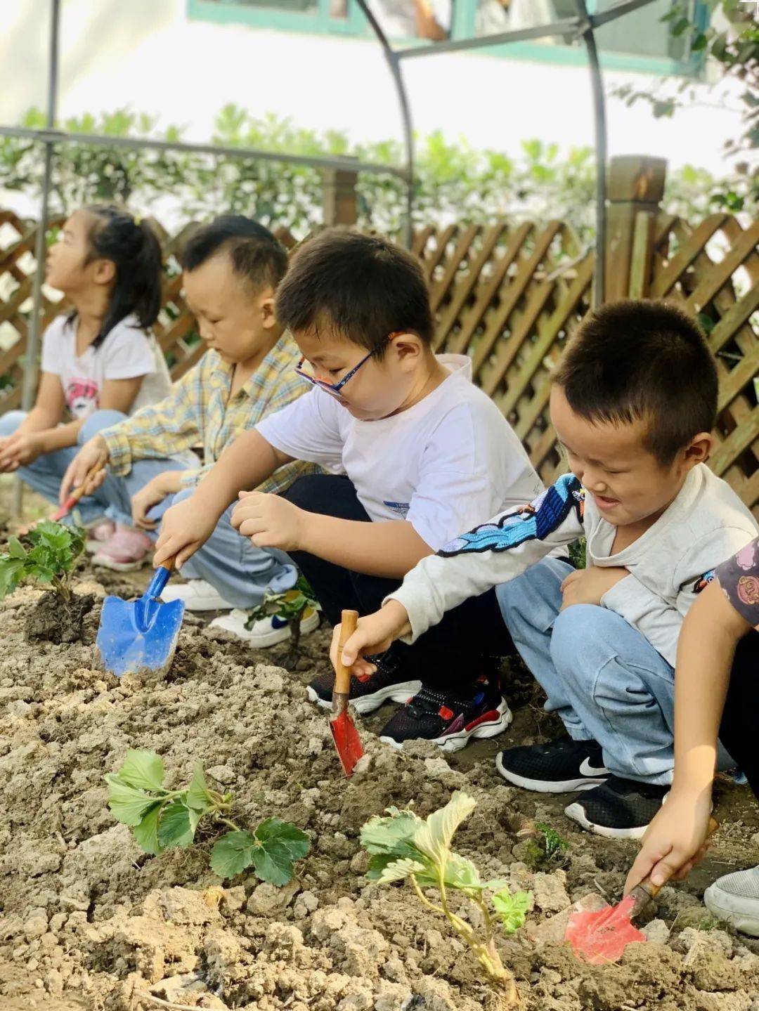 园本特色实践草莓育活动的开展,让孩子们通过亲身体验种植草莓,不仅