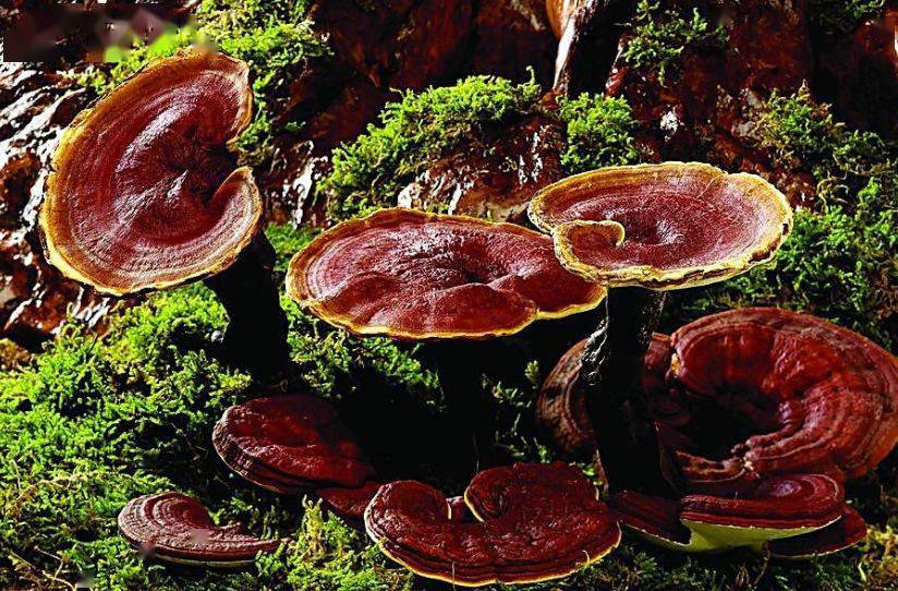 农村十大野味排行榜:山蘑菇种类多,排名第一的一公斤能卖10万