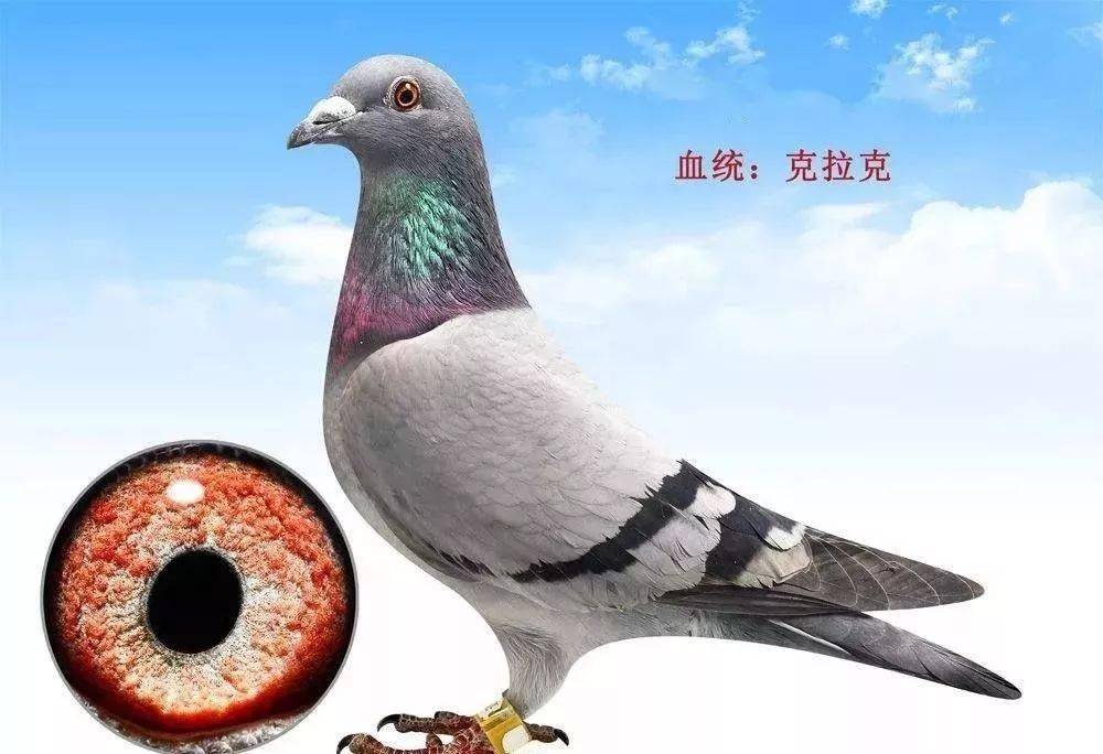 怎么杀鸽子好 d17b82271bac4b10980735268846a1b4.jpeg