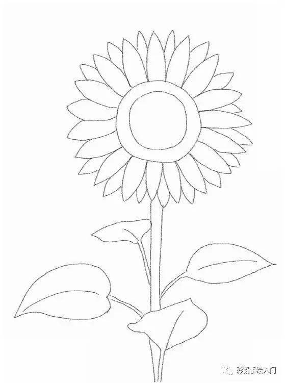 彩铅画花卉步骤 | 彩色铅笔画技法~向日葵,彩铅花卉教程图解