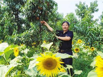 种植|平谷大桃落户新疆洛浦带动当地村民脱贫增收