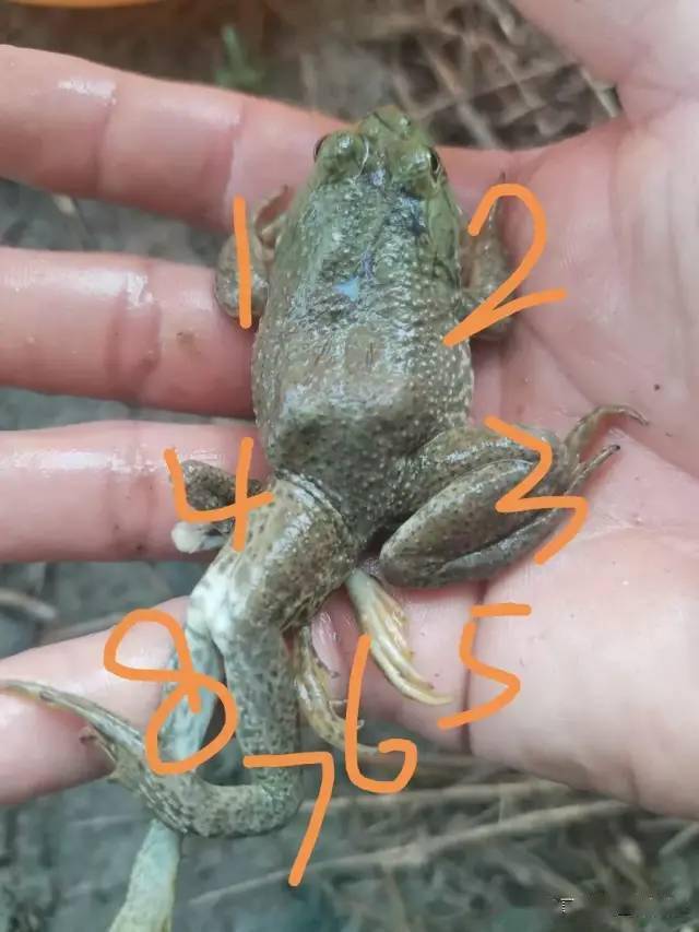 博白竟发现8条腿的青蛙_手机搜狐网