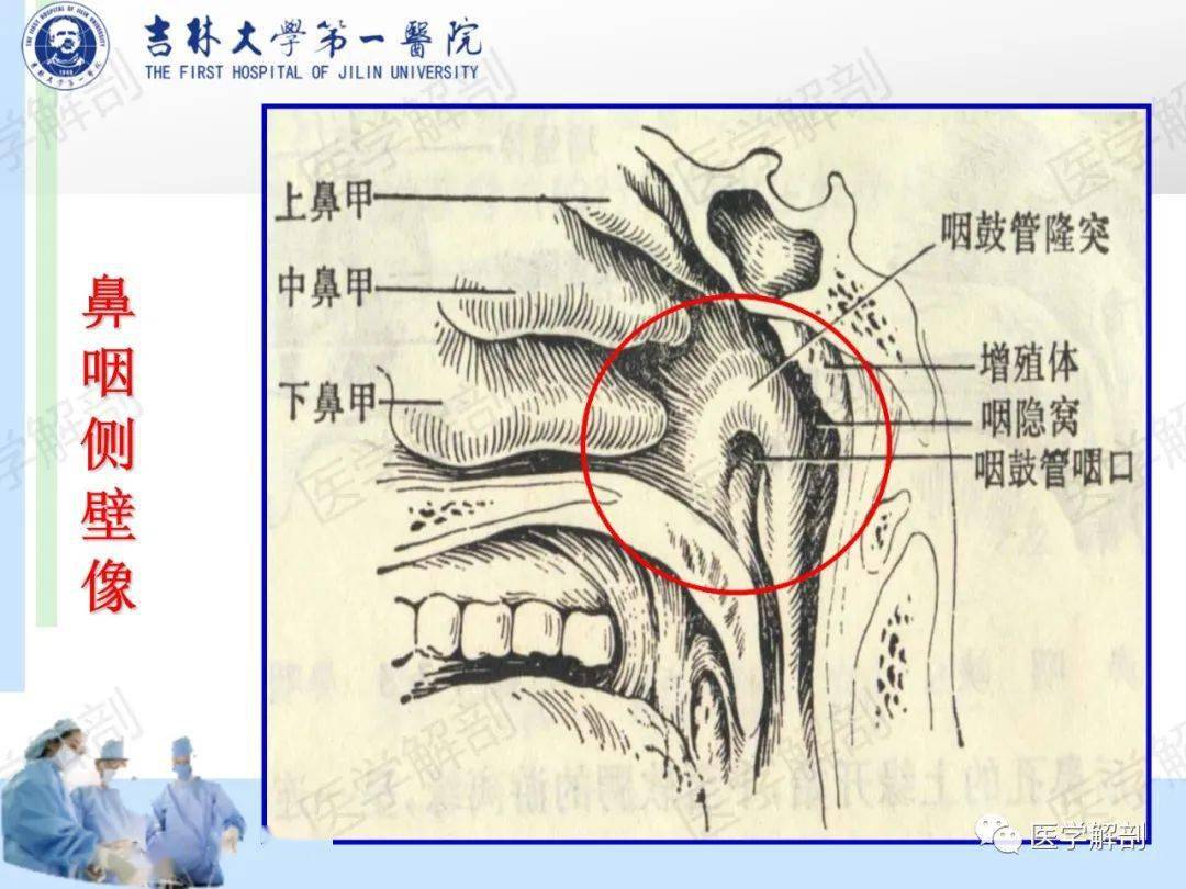 高清收藏咽部解剖