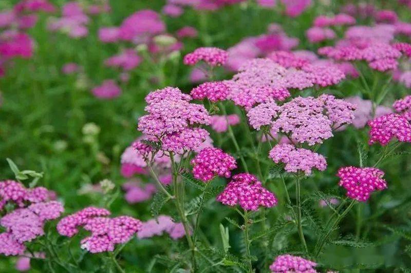 千叶蓍草,achillea millefolium又名西洋蓍草科属:菊科,蓍草属一种较