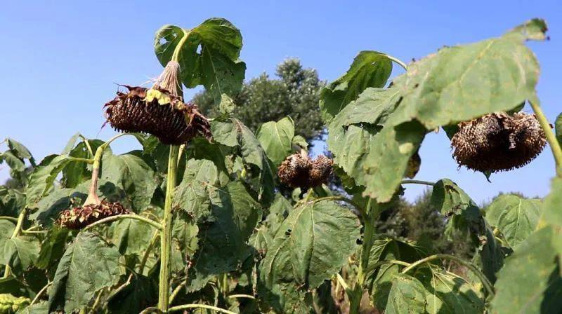 根力多走中国根力多生物防控向日葵菌核病初见成效