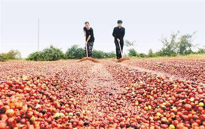 9月25日,邢台市内丘县柳林镇东石河村村民在晾晒酸枣.